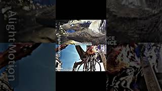 Shimo Vs Scylla 2024