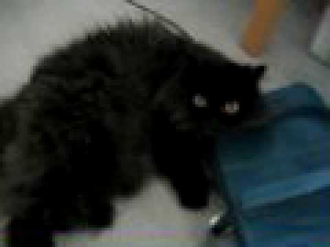 black persian cat female cute youtube black persian cat female cute youtube