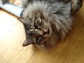 chatty Maine Coon cat