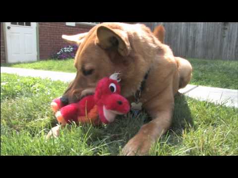 Classic Game Room - EGG BABIES PLUSH PUPPIES dog toy review