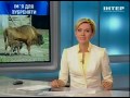 Видео Пополнение в киевском зоопарке