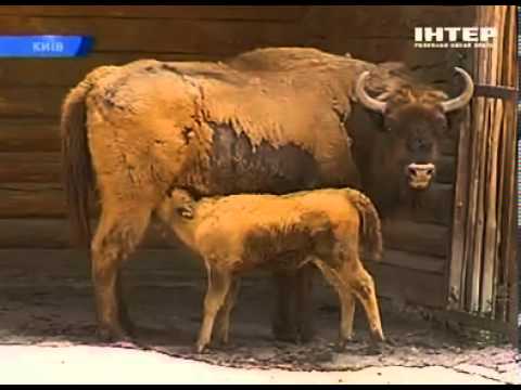 Пополнение в киевском зоопарке
