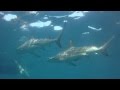 Baited dive on Protea Banks with Oceanic Blacktip sharks under boat Baited dive on Protea Banks with Oceanic Blacktip sharks under boat