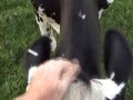 Intimate moment between man and cow