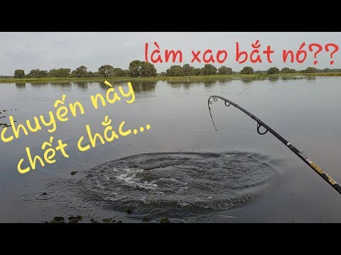 Chiến đấu với cá tra khổng lồ Rừng Tràm Chim. Kiệt sức với con quái vật này | Săn bắt SÓC TRĂNG |