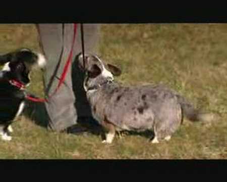 dogs breeds z. For dog breed advice click