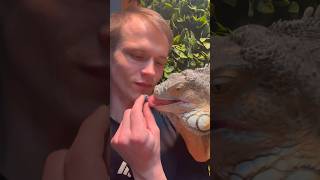 Not today 🙈 #youtubeshorts #reptilelove #foryou #pets #animals #explore #satisfy