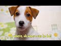 Oh Where Has My Little Dog Gone? Nursery Rhyme Song for Kids!