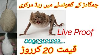 How To Recover Red Mercury From Bats Nest Chamgadar K Ghonsly Se Red Mercury Kisy Nikaly ?