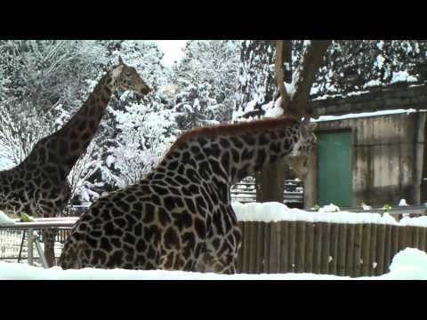 雪の中で過ごすキリンたち　ユウマとナナコ（Giraffe）