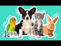 Pets | Learn more about pets for kids | Kids academy