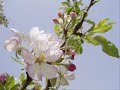 Apple Blossoms (Jerry Johnson & Pete Sutherland)