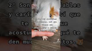 Cosas Que Deberías Saber Antes De Tener Una Cobaya