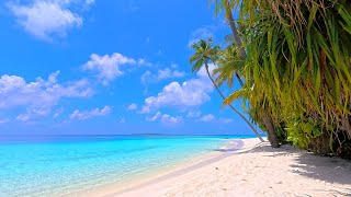 Paradise Found Ocean And Wild Beach Maldives 4K Ultra Hd