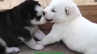 Animal Angels - Combine funny and cute Husky dogs 2019