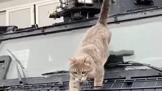 KÖH kedi özel harekat