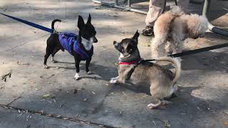 Toaster's Adventures Meeting New Friends