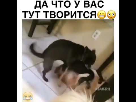 Мужик ебет псину порно126