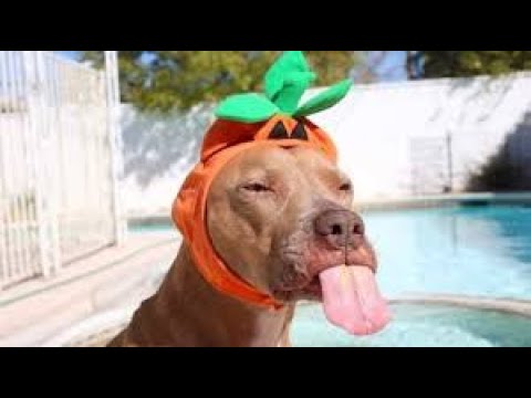 Cute Baby Animals Videos Compilation Cute Moment of The Animals 12