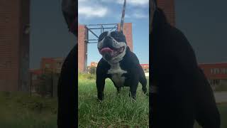 Américain Bully Micro Black Boum Femelle 15 Mois