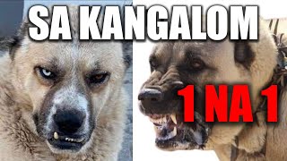 5 Rasa Pasa Koji Mogu Da Ubiju Kangala