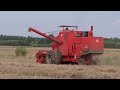 Bizon