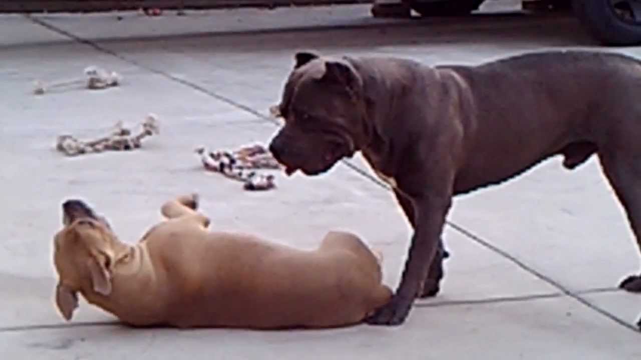 Pit Bull attacks puppy! Warning explicit content YouTube Pit Bull attacks puppy! Warning explicit content YouTube