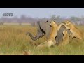 Download Real Animals Fight Lion Fail Hunting vs Elephant Real Animals Fight Lion Fail Hunting vs Elephant