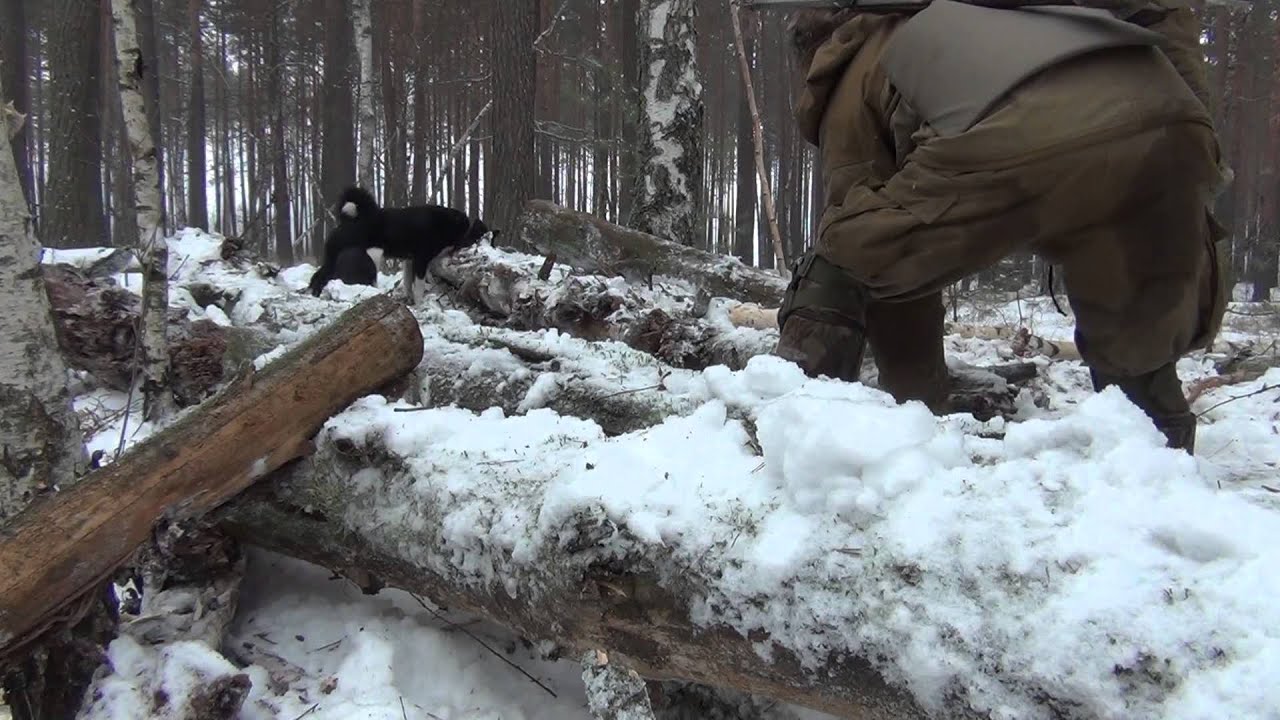 Охота на куницу с лайками.