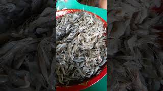 Krill