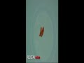 Gambas al ajillo