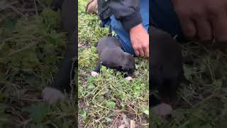 Staffordshire Bull Terrier Puppy - Female 3 Weeks Old