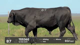 LOTE 87 - TOUROS BRANGUS - LEILÃO SÃO BIBIANO 2021