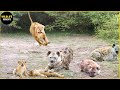 Epic Battle Of Lion Vs Hyena - Can The Mother Lion Rescue Her Kidnapped Cub From The Hyena?