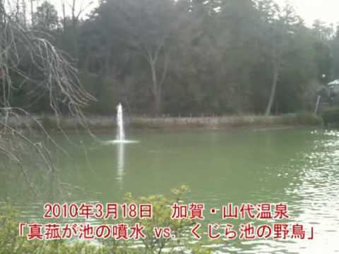 加賀・山代温泉「真菰が池の噴水　vs．  くじら池の野鳥」