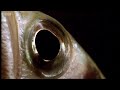 Archer Fish Water Pistol - Weird Nature - BBC