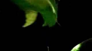 Watch John Gold Cactusflower video