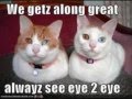 some funny cats 3