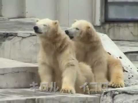 円山動物園 ホッキョクグマの双子命名式