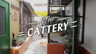Dkc Video Tour Part 4 Of 9 The Cattery