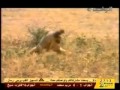 يدور حرش ومحشش
