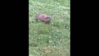 Dramatic Groundhog