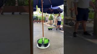 Riding Remys Ratatouille Adventure At Walt Disney World Florida.