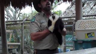 Skunk Spray