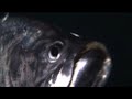 Giant Tarpon Fish Attack