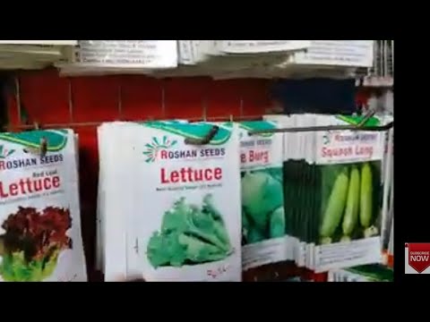 winter vegetables seedling I have done winter vegetables seedling I have done