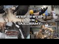 Step-By-Step Duck Taxidermy | DU Nation