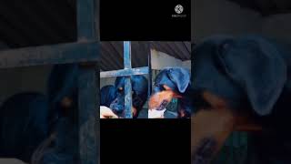 Rottweiler Vs Dobermanfunny Yogurt Challenge