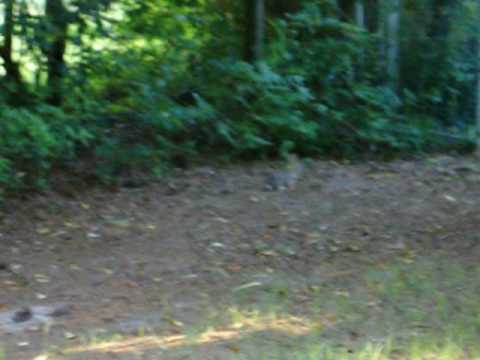 The Final Incident Video