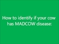 How to identify mad cow disease